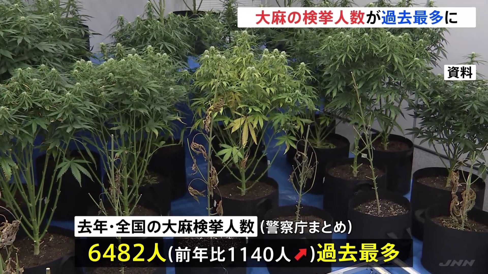 去年1年間の大麻による検挙人数およそ6500人で過去最多 初めて覚醒剤の人数を上まわる | TBS NEWS DIG