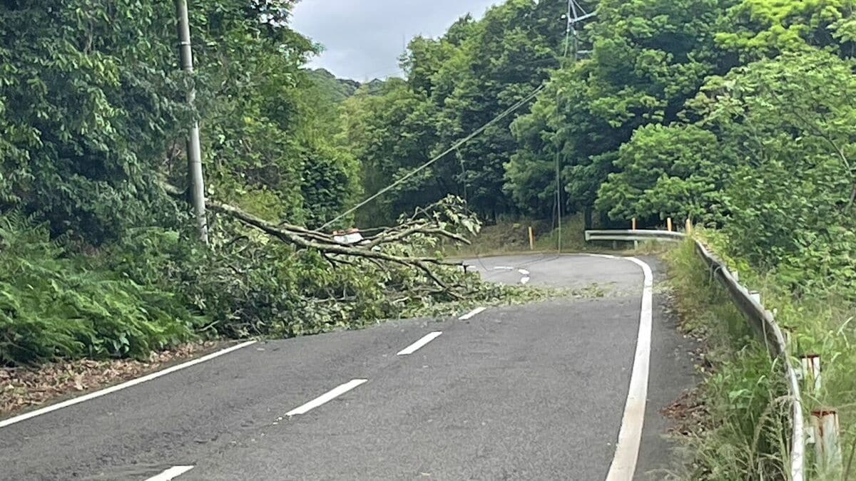 「国道上で木が倒れ通行できない」出水市の国道447号　倒木の影響で通行止めに　鹿児島