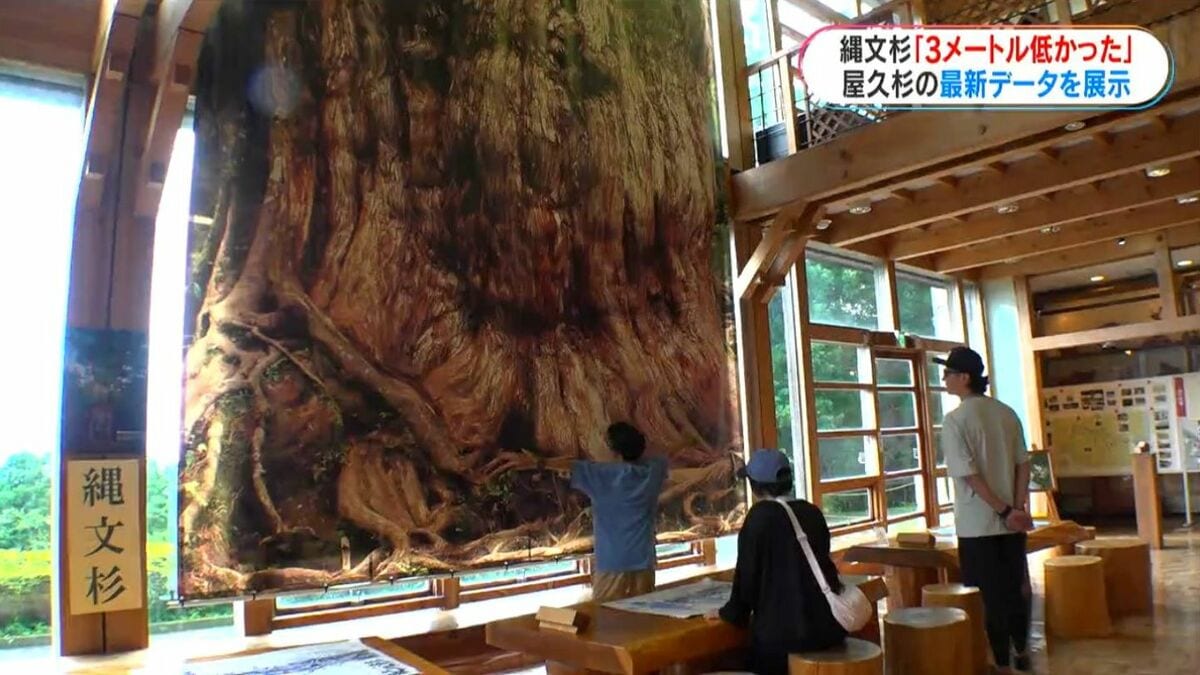 屋久杉自然館特別展示 縄文杉は3m低かった 30年越しの再調査で発見