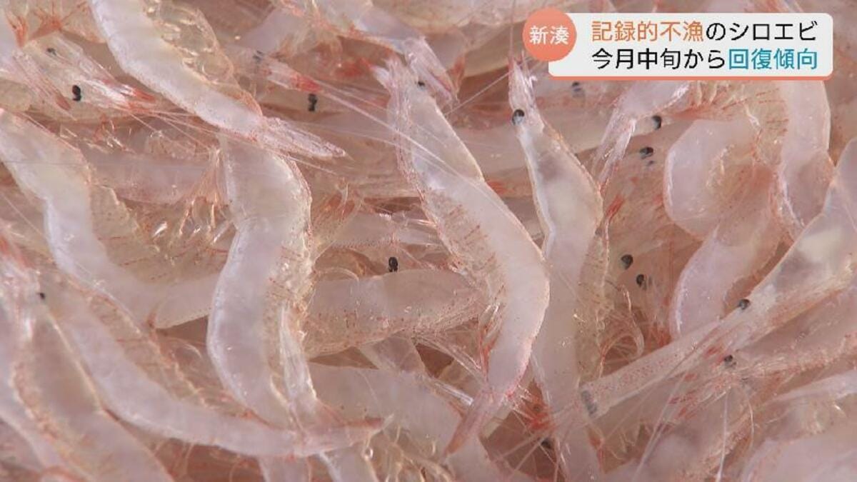 富山湾の宝石」シロエビ…記録的不漁から回復の兆し “浜に活気” 漁師も