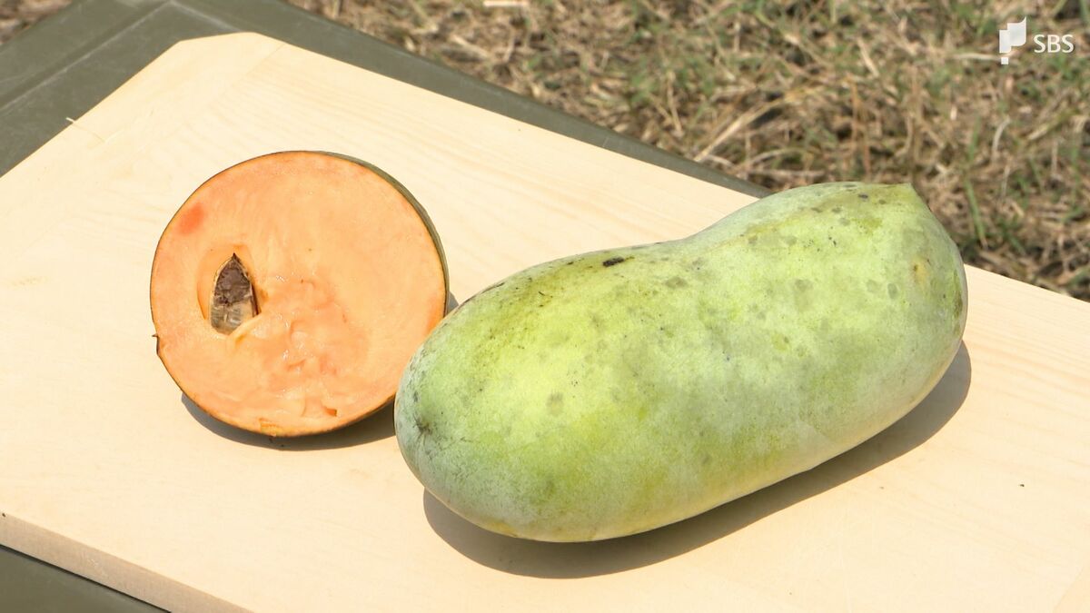 光合成をしっかりするのですごくおいしい果物に」幻のフルーツ「ポポー