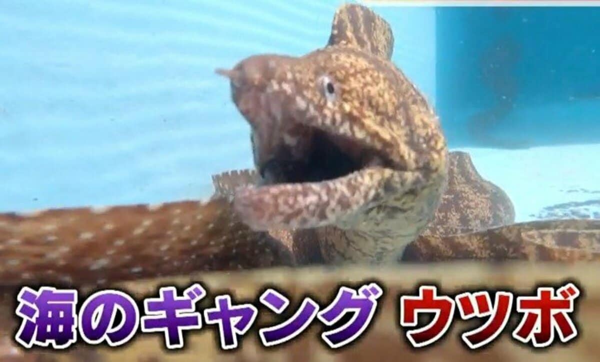 伊勢エビ食べるバケモノ」 三重の海で異変…“海のギャング”ウツボが大量
