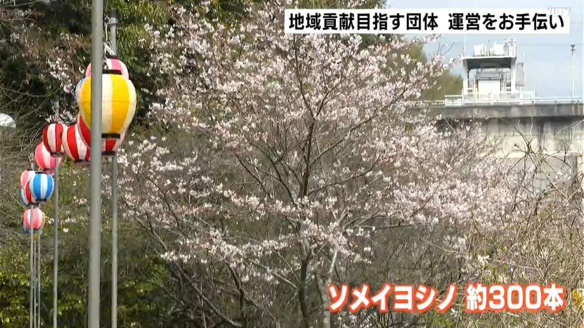 夕方以降ちょうちんによるライトアップも　高知市鏡地区で桜まつり　地域貢献目指す団体が運営をお手伝い「笑顔を一番大切に」