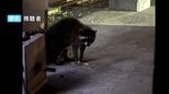 住宅街にアライグマ⁉ 「首にまとわりついて離してくれない」犬の散歩中に全身を噛まれた女性が語る当時の様子…周辺住民も畑を荒らされる被害に...もしアライグマと遭遇したら？【岡山】|TBS NEWS DIG