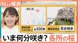都内の花見の名所はいつまで楽しめる?冷たい雨でも楽しめる“雨のお花見”スポットも紹介【Nスタ解説】|TBS NEWS DIG