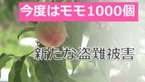 「あとは収穫するだけのところまできてたのに」今度は1000個 新たなモモ盗難の被害 山梨市上石森|TBS NEWS DIG