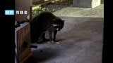 住宅街にアライグマ⁉ 「首にまとわりついて離してくれない」犬の散歩中に全身を噛まれた女性が語る当時の様子…周辺住民も畑を荒らされる被害に...もしアライグマと遭遇したら？【岡山】|TBS NEWS DIG