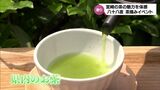 八十八夜 新富町で茶摘みの体験 | MRTニュース | MRT宮崎放送