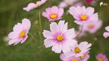 約100万本のコスモス見頃 富士山の麓の花畑で『コスモスまつり』=静岡・裾野市 | 静岡のニュース | SBSNEWS | 静岡放送