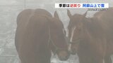 阿蘇山上で季節外れの雪　春の使者「つくし」が雪化粧　馬も体を寄せる寒さ　|　熊本のニュース｜RKK NEWS｜RKK熊本放送