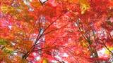 「深紅の葉が朝日に輝く」鶴山公園で130本のモミジが見ごろ 新見市千屋・真庭市上長田で氷点下と今季最低の冷え込み【岡山】|TBS NEWS DIG