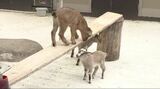 動物園に新たなアイドル！「トカラヤギ」の三つ子の赤ちゃんすくすく成長中！　長野・須坂市動物園|TBS NEWS DIG