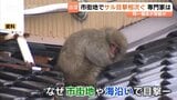 離れザルが夏野菜を狙い移動か？富山市と滑川市で目撃相次ぎ2日間で計8件　専門家は「同一の離れザルが夏野菜を狙い移動している可能性」を指摘|TBS NEWS DIG