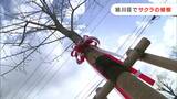 「笑顔の輪が広がっていくことを期待」旭川荘にソメイヨシノを寄贈 春には109本の満開の桜が【岡山】 |TBS NEWS DIG