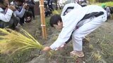 献穀米を刈り取り　出来は上々　山口県山口市|TBS NEWS DIG