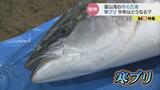 ”寒ブリ宣言”はいつに 氷見市民待望も富山湾への回遊はまだ 石川では1本200万円 氷見vs能登も過熱? 富山|TBS NEWS DIG