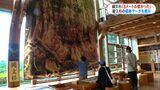 屋久杉自然館特別展示 縄文杉は3m低かった 30年越しの再調査で発見 鹿児島|TBS NEWS DIG
