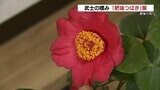 海外の愛好家にも人気 「肥後つばき」の展示会が始まる|TBS NEWS DIG