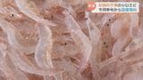 「富山湾の宝石」シロエビ…記録的不漁から回復の兆し “浜に活気” 漁師も笑顔 本格的な水揚げ回復に期待 富山・射水市 | 富山のニュース|天気・防災|チューリップテレビ