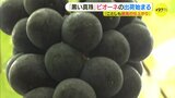 「ことしも最高の仕上がり」“黒い真珠” ピオーネの出荷始まる 広島・三次市|TBS NEWS DIG