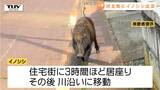 【動画】警察がスコップ持ち追いかけ…住宅街にイノシシ出没 3時間ほど居座り川沿いに移動(山形・河北町) | 山形のニュース│TUYテレビユー山形