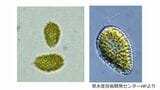 鹿児島湾に赤潮警報 有害プランクトン増殖で注意報から引き上げ|TBS NEWS DIG