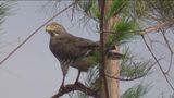 「中継地として過ごしやすい環境を」伊良部島でサシバ保護パトロール | 沖縄のニュース|RBC 琉球放送