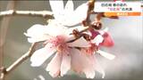 十月桜と梅が見頃に 白石城で散策楽しむ人の姿 宮城県内は穏やかな1日 | 宮城のニュース│tbc NEWS│tbc東北放送
