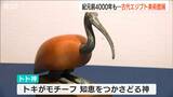 トキのミイラや美術品など“国内唯一の”貴重なコレクション200点を初展示『古代エジプト美術館展』新潟で開幕|TBS NEWS DIG