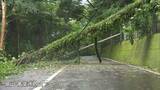 天空の山城「備中松山城」へのぼる市道 倒木で通行止めに【岡山・高梁市】|TBS NEWS DIG