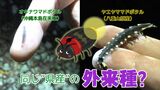 同じ県内なのに“外来種”? 八重山原産のホタルが沖縄本島で広がり北上のおそれ… 県が防除に本腰|TBS NEWS DIG