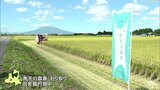 青森県産のブランド米「青天の霹靂」の刈り取り 食味ランキング特A復活目指して|TBS NEWS DIG