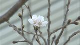 平年より4日早く 宮崎地方気象台が桜の開花を発表|TBS NEWS DIG