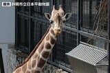 キリンの「ダイヤ」天国へ 好奇心旺盛の人気者でアメリカバイソンと仲良しー静岡・日本平動物園|TBS NEWS DIG
