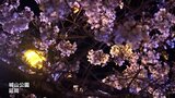 夜空に浮かぶ満開の桜 延岡市城山公園のライトアップ 4月6日まで | MRTニュース | MRT宮崎放送