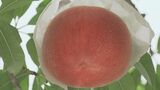 飛騨桃｢白鳳｣の収穫「非常に順調に生育して糖度ものってきたので、美味しく仕上がっています」岐阜・高山市|TBS NEWS DIG