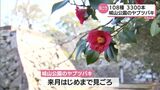 108種約3300本のヤブツバキ 日本三大群落地の一つ・延岡市城山公園で見ごろ | MRTニュース | MRT宮崎放送