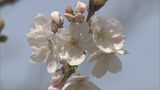三重・津市で桜が開花 去年より8日遅いが来週には見ごろに|TBS NEWS DIG