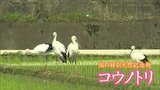 コウノトリがやってきた!一度に4羽も 最初は「鶴だと思った」エサを求めて飛来したか【岡山】 | 岡山・香川のニュース | 天気 | RSK山陽放送