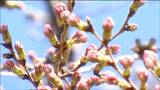 「まだか？」サクラ開花ならず　仙台　tbc気象台　|　宮城のニュース│tbc NEWS│tbc東北放送