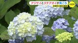 「雄大な景色と一緒に見るアジサイはきれい」観光農園でアジサイとタチアオイ見ごろに　広島・世羅町　|　RCC NEWS | 広島ニュース | RCC中国放送