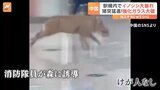 中国・駅構内でイノシシが大暴れ！「猪突猛進」で強化ガラスを突き破り逃走　捕獲作戦の結末は？|TBS NEWS DIG