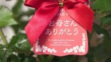 この時期、見頃を迎えるバラも人気!今年は明るい色がトレンド 11日は「母の日」 愛媛 | 愛媛のニュース - Nスタえひめ|あいテレビは6チャンネル