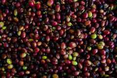 アラビカ種コーヒー生豆先物、ロブスタ種との価格差拡大－供給懸念で| TBS CROSS DIG with Bloomberg