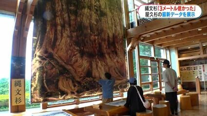 屋久杉自然館特別展示 縄文杉は3m低かった 30年越しの再調査で発見