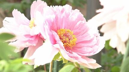 もう10年できたらいいな」80歳の男性が約350種類の牡丹を咲かせた自宅