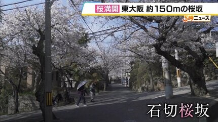 閑静な住宅街の中に現れる“桜のトンネル”70年以上愛される「石切桜坂