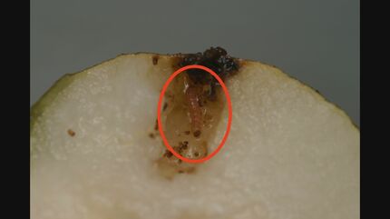 半分以上捨てた」暑すぎて梨に異変…虫の増加＆高温障害 “秋の味覚