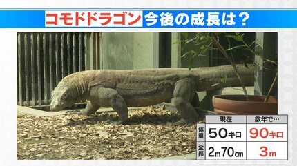 実はエサやり週1回 最強でカワイイ！ コモドドラゴンの「タロウ」注目