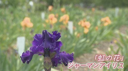 高齢でこれ以上は…」9000株のジャーマンアイリス園 今シーズン限りで